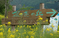 飯山市にある「菜の花の丘」