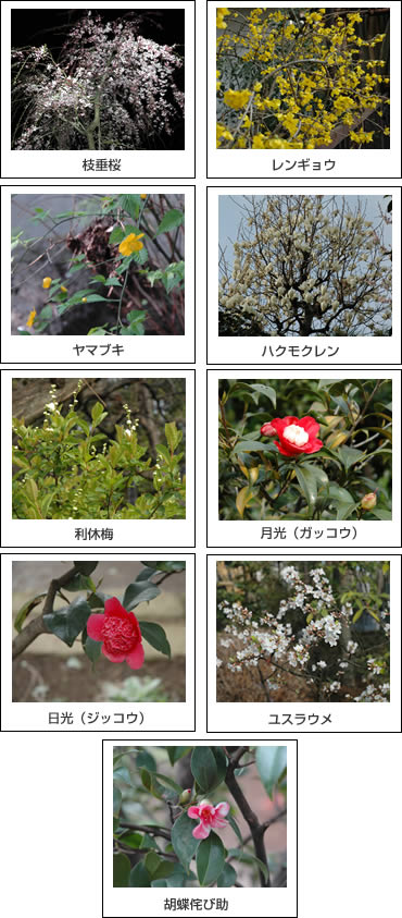 お寺に咲く花